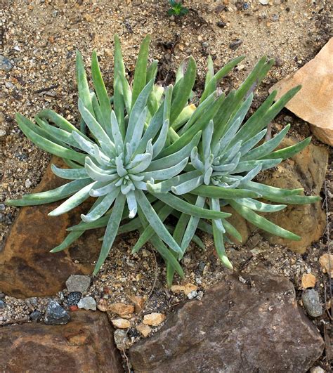dudleyas plants.